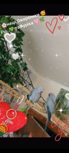 ОБМІН ПАРА ♥️. Ожерелові 💚 папуги