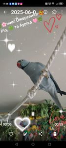 ОБМІН ПАРА ♥️. Ожерелові 💚 папуги