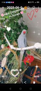 ОБМІН ПАРА ♥️. Ожерелові 💚 папуги