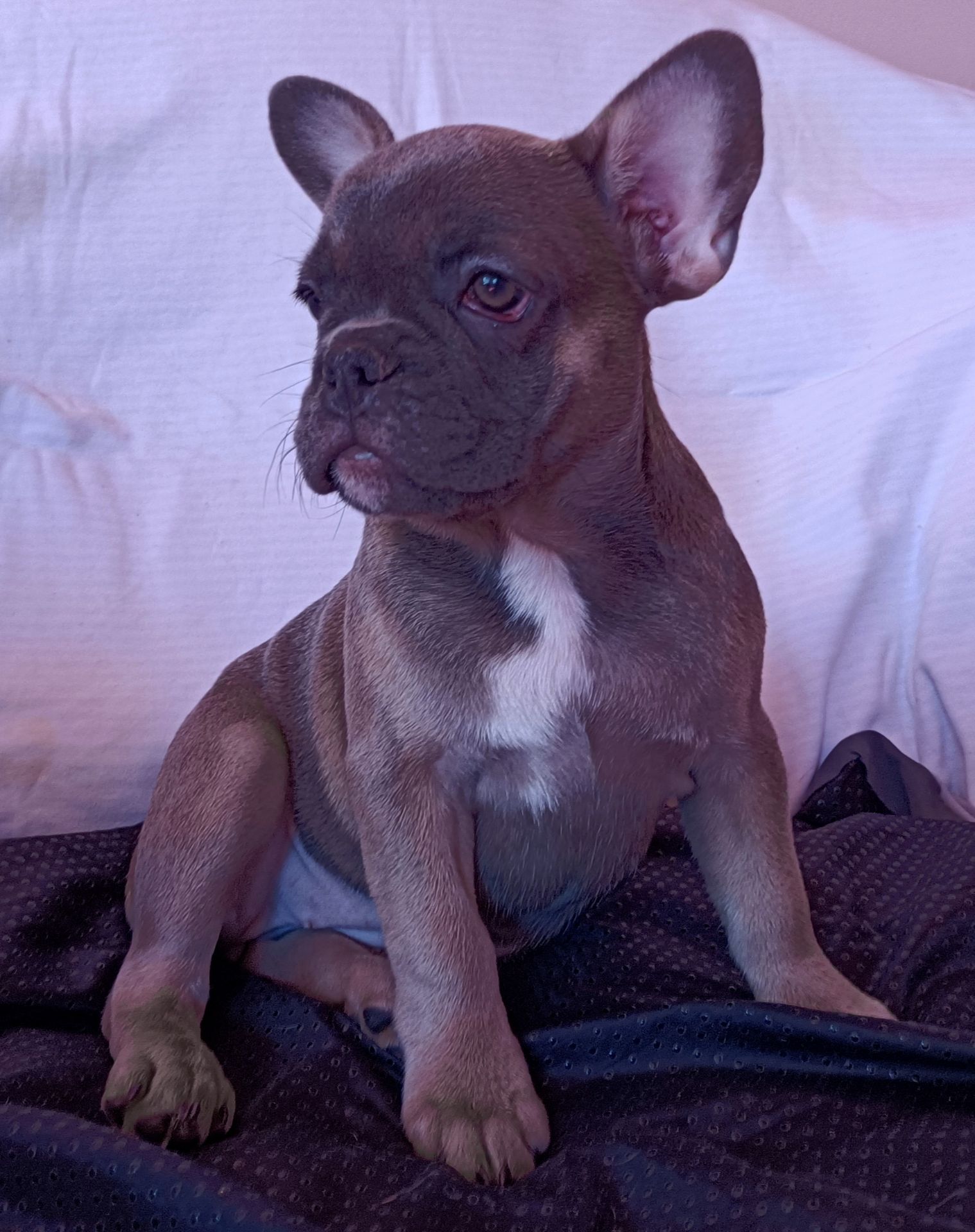 Блакитно палева французка