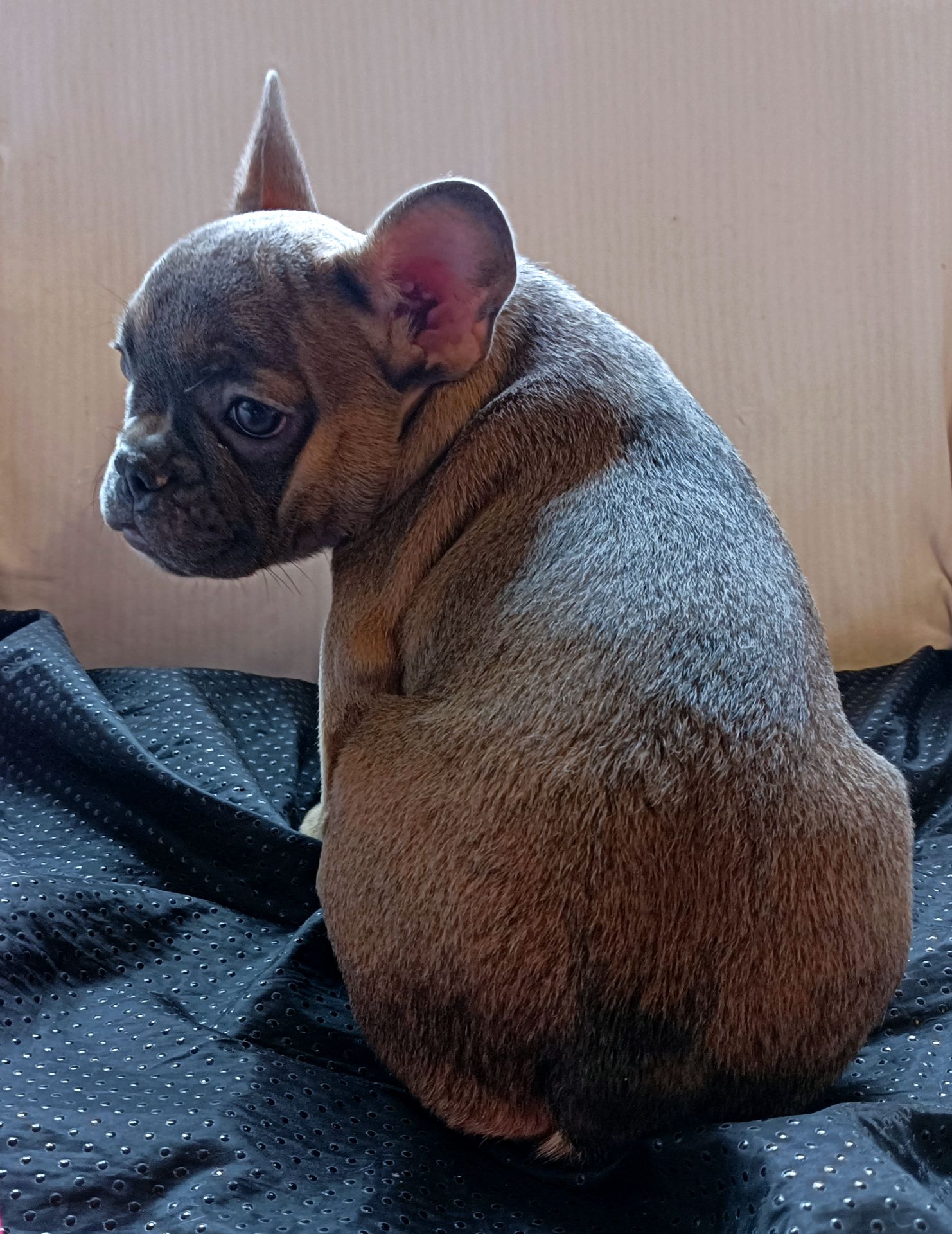 Блакитно палева французка