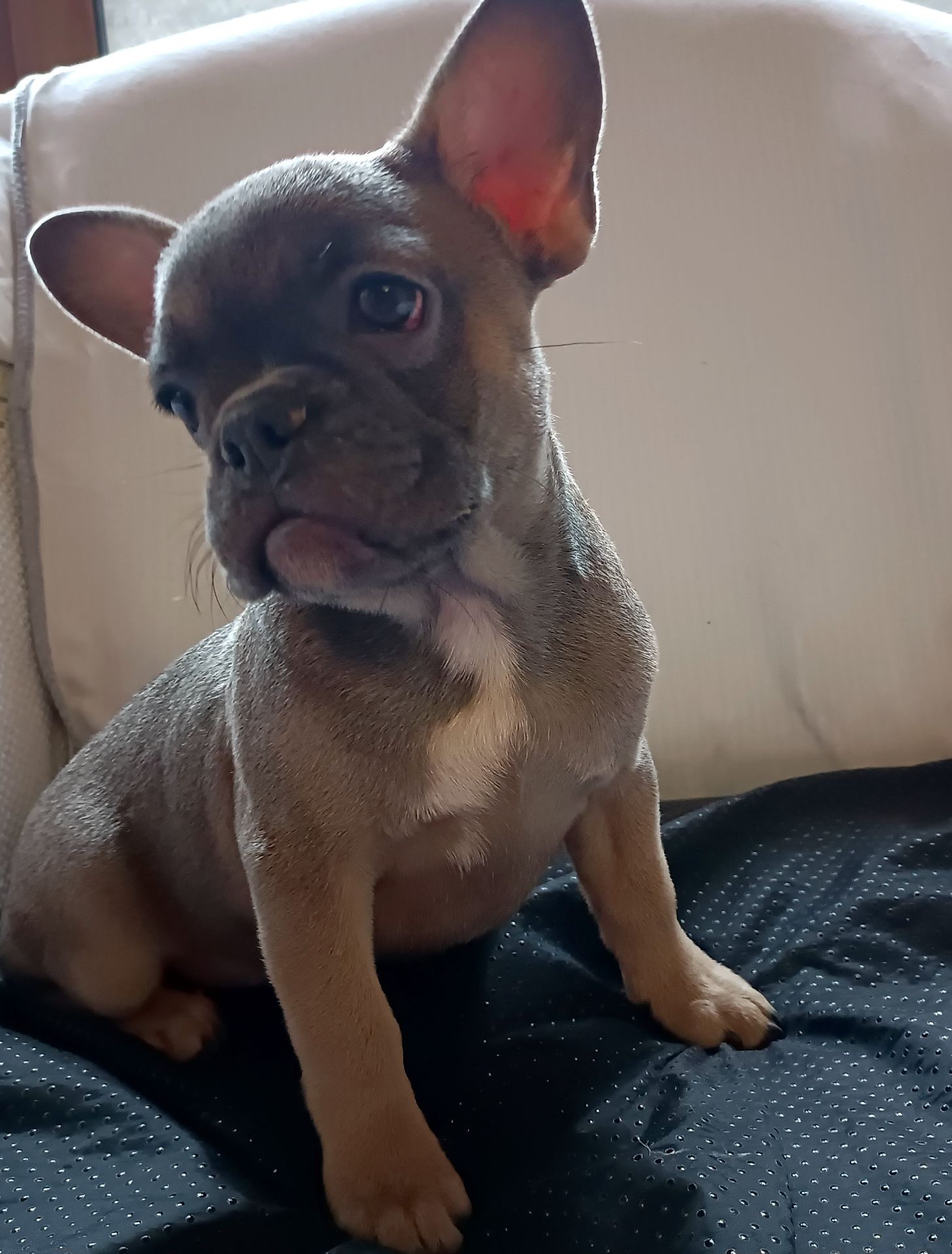 Блакитно палева французка