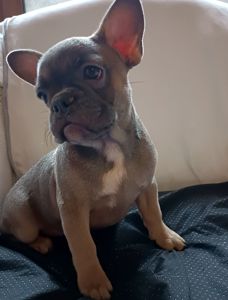 Блакитно палева французка