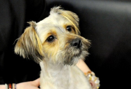 Йорк Плюша шукає сім'ю