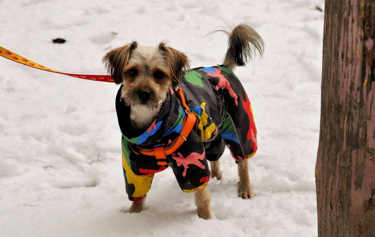 Йорк Плюша шукає сім'ю