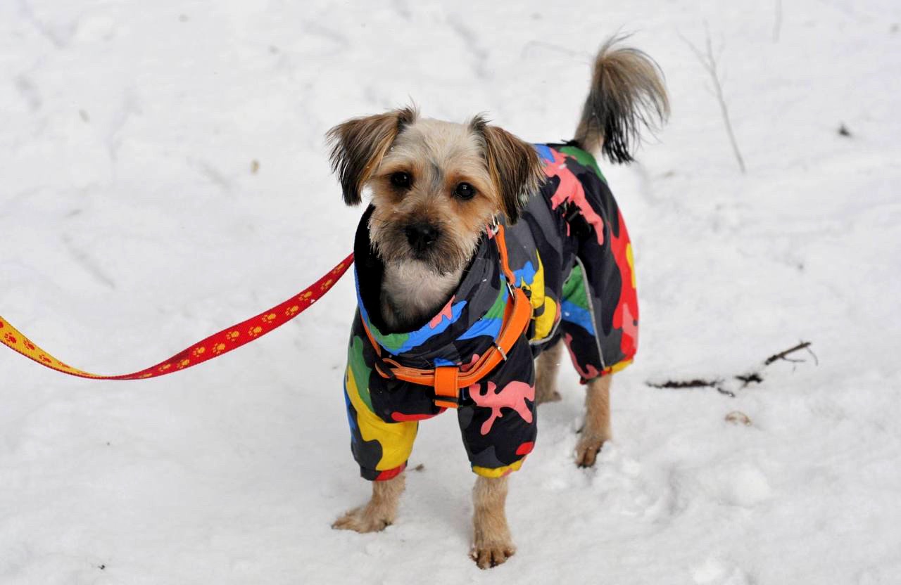 Йорк Плюша шукає сім'ю