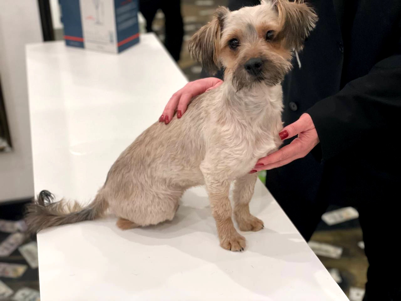 Йорк Плюша шукає сім'ю