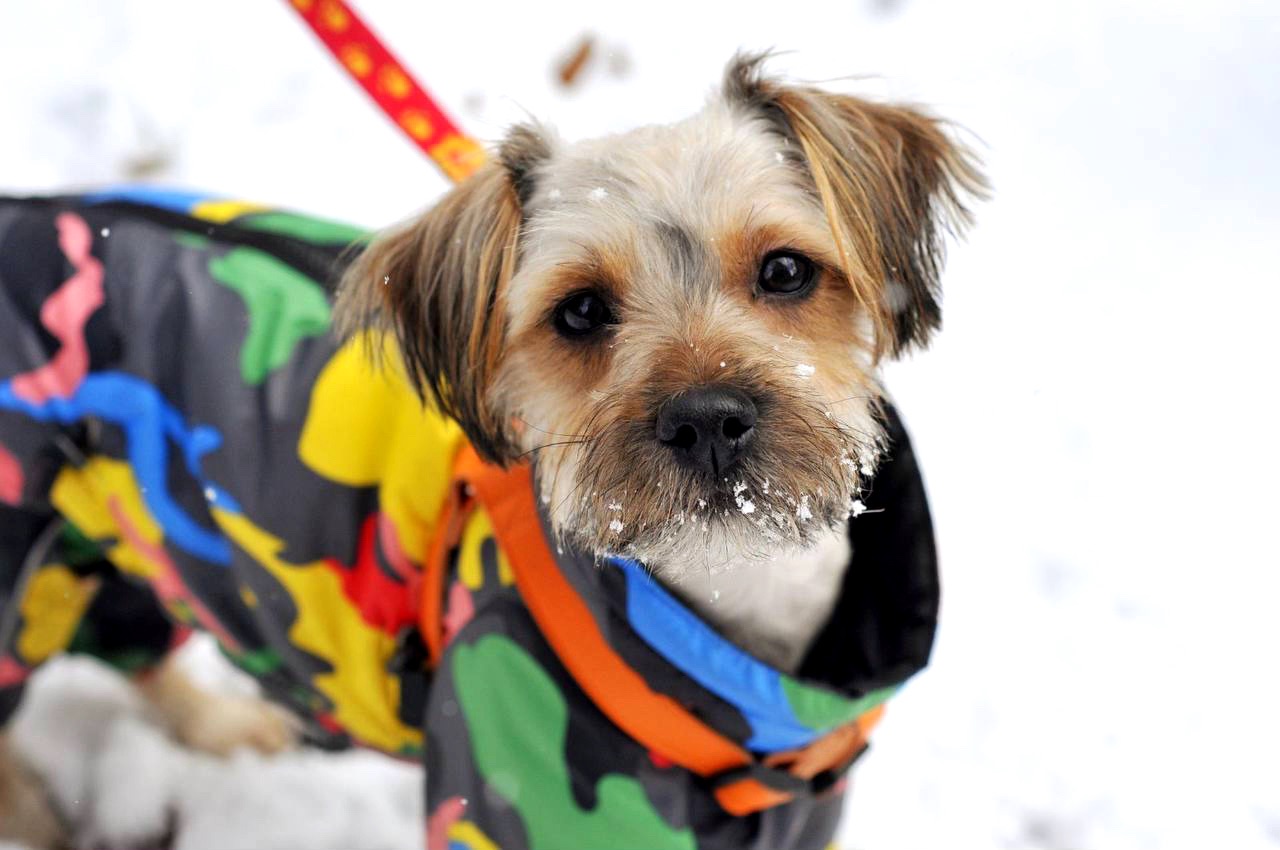 Йорк Плюша шукає сім'ю