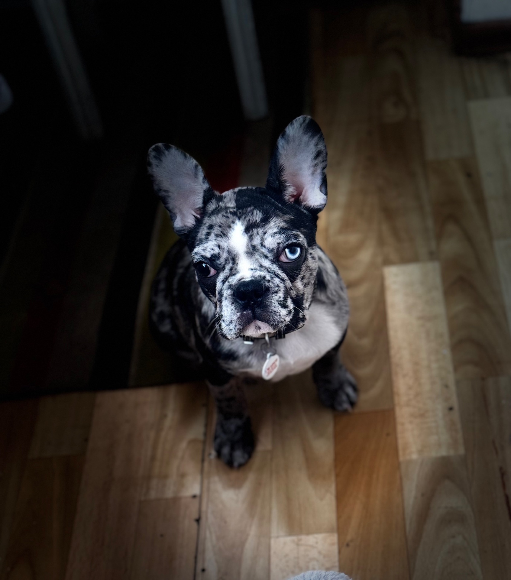 Щенок французского бульдога