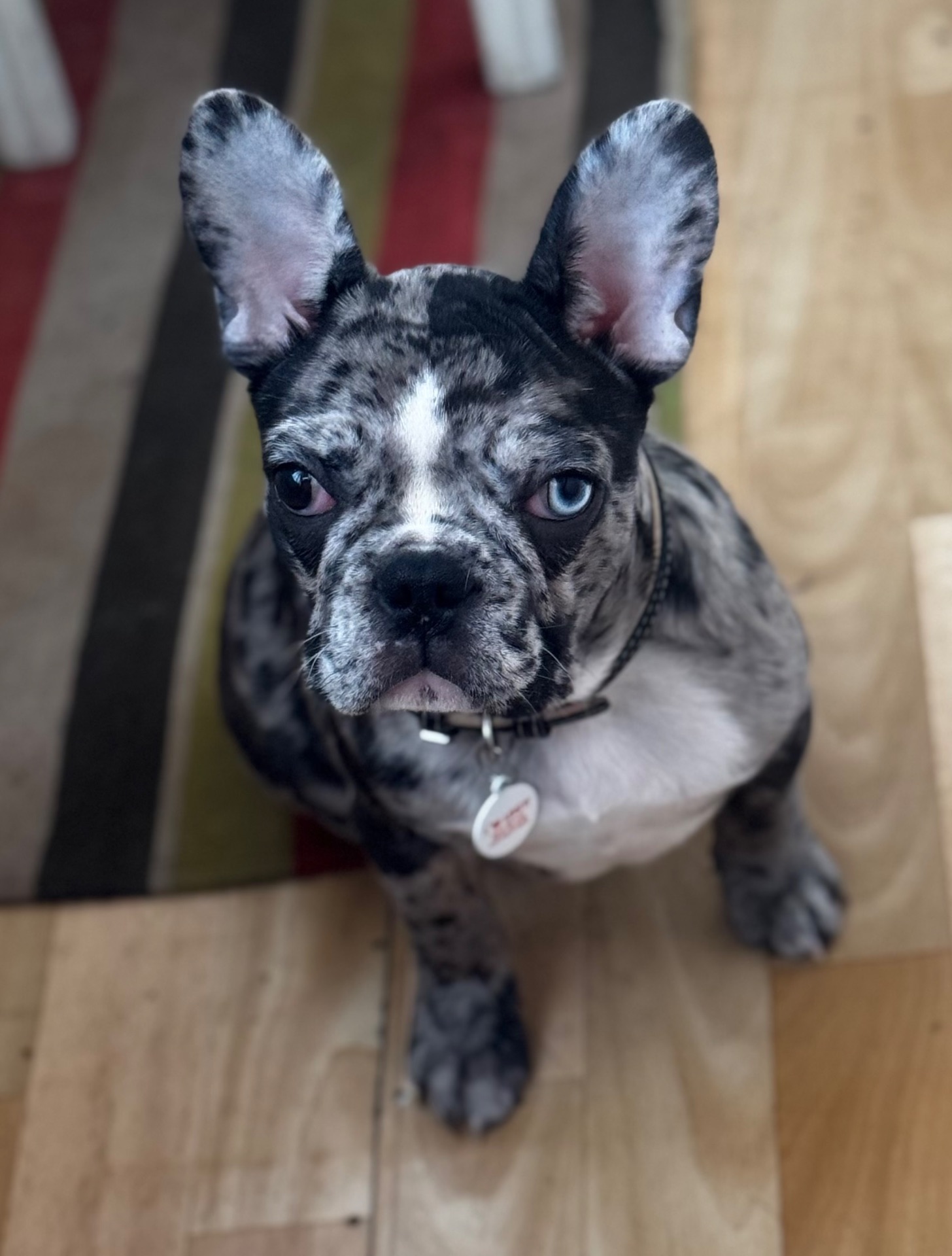 Щенок французского бульдога