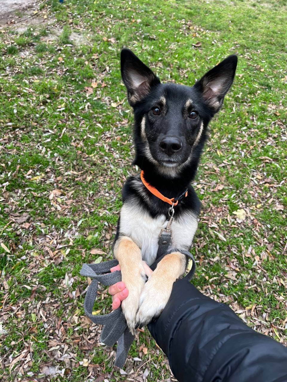 Віддамо собаку в добрі руки