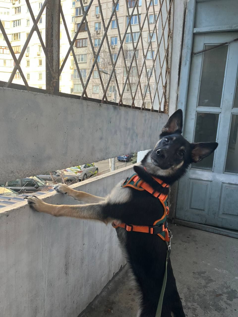 Віддамо собаку в добрі руки