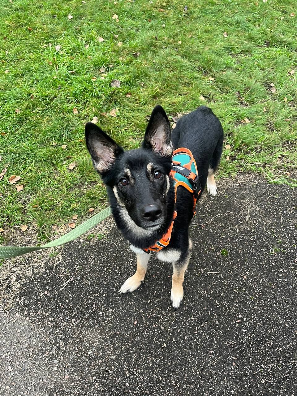 Віддамо собаку в добрі руки