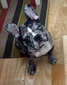 Щенок французского бульдога