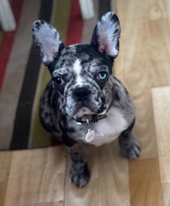 Щенок французского бульдога