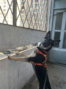 Віддамо собаку в добрі руки