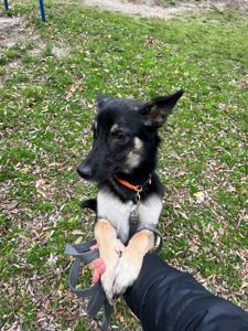 Віддамо собаку в добрі руки