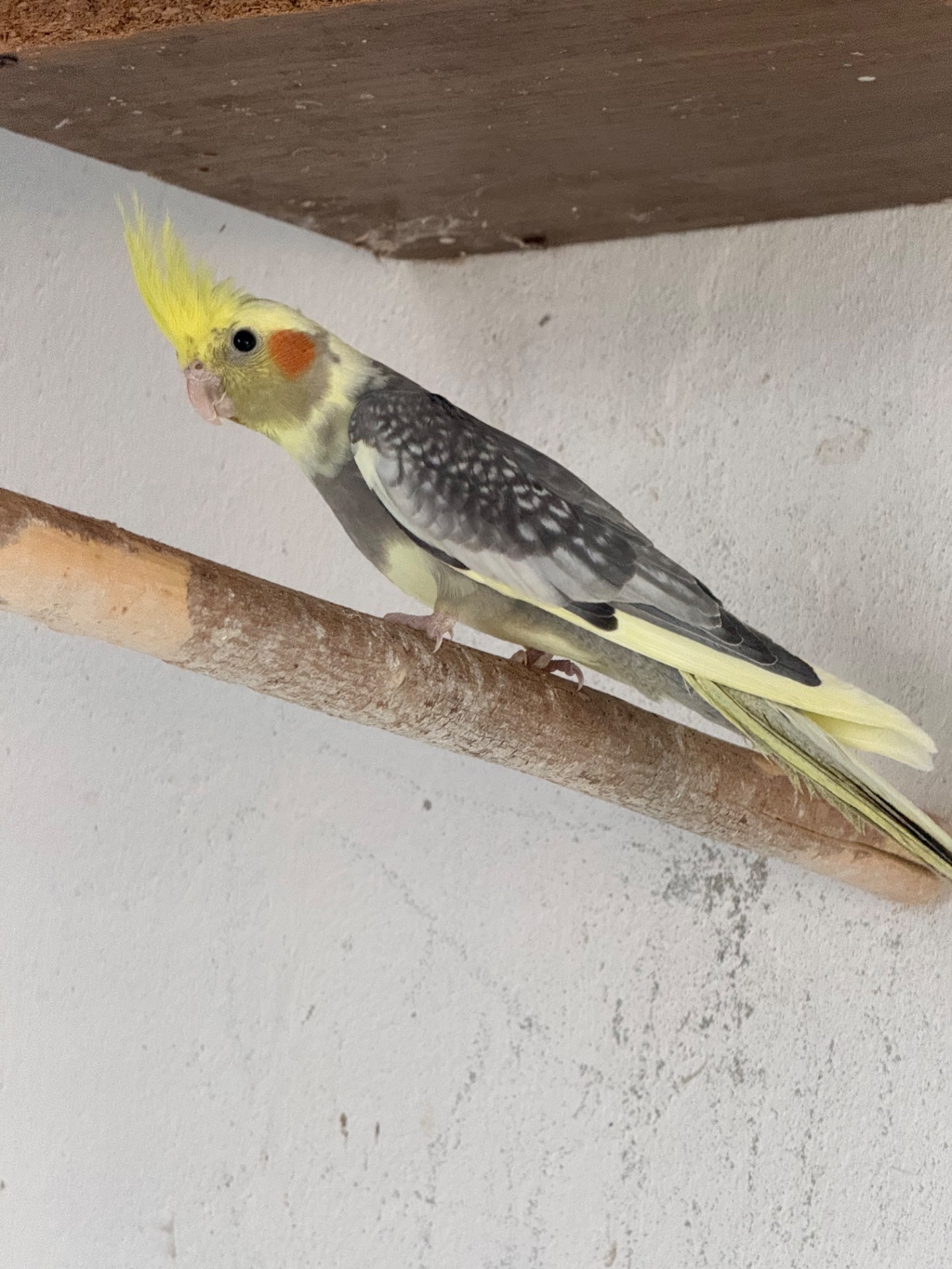 Корели хлопчик та дівчинка