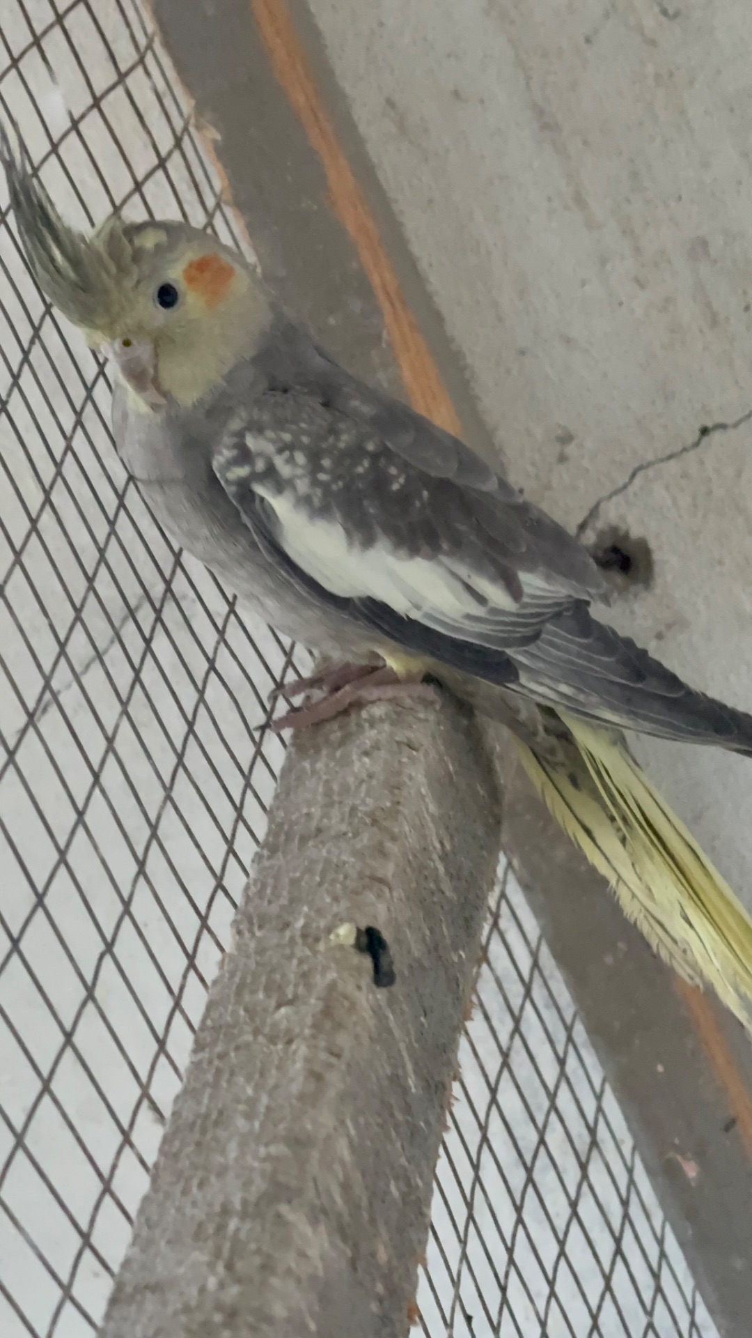 Корели хлопчик та дівчинка