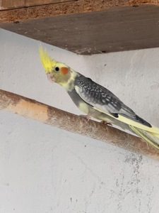 Корели хлопчик та дівчинка