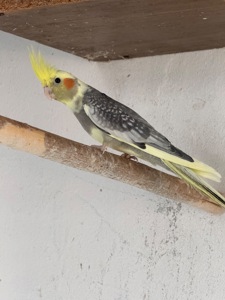 Корели хлопчик та дівчинка