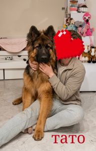 Девочка немецкой овчарки 2.5 месяца
