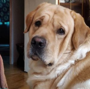 Бенжамін шукає родину