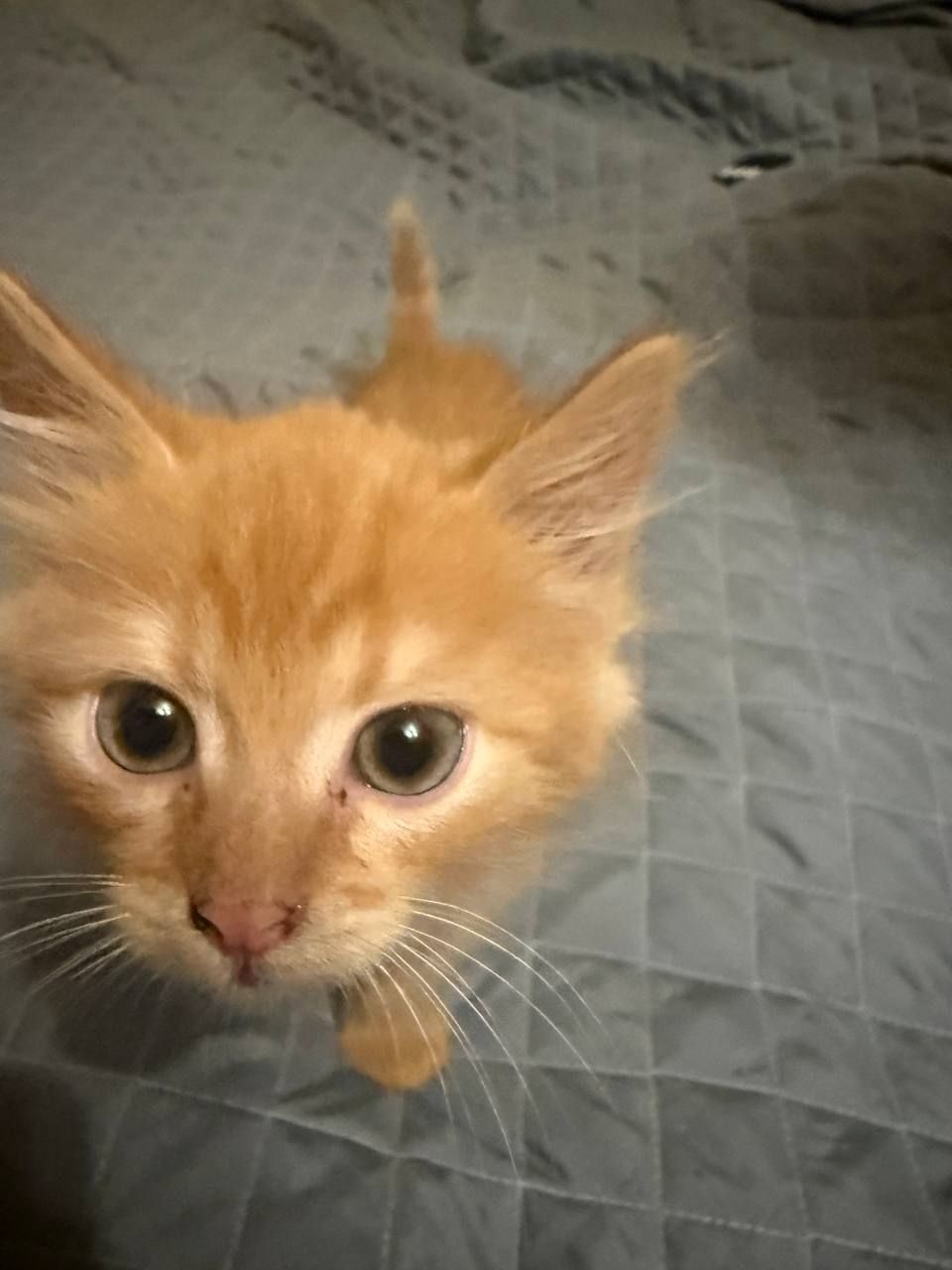 Кошечка рыжая