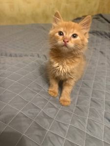 Кошечка рыжая