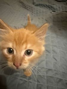 Кошечка рыжая