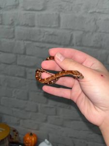 Маїсовий полоз