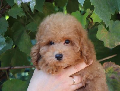 Пудель той хлопчик, Fawn