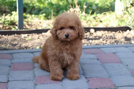 Пудель той хлопчик, Fawn