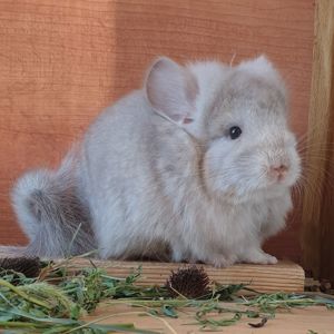 Маленький самец шиншиллы Бежевый носитель фиолета с "львиной гривой"
