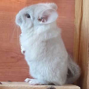 Маленький самец шиншиллы Бежевый носитель фиолета с "львиной гривой"