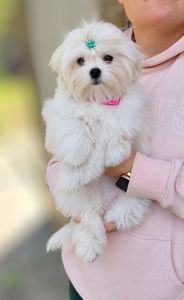 Класнючій мальтезе
