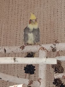 Корелла самка клетка