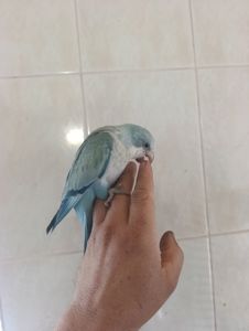 Монах ручний викормиш
