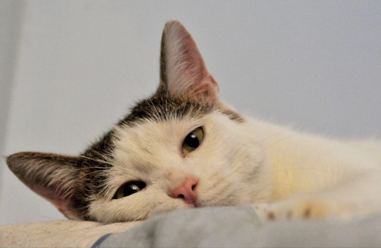 Кошеня Саша
