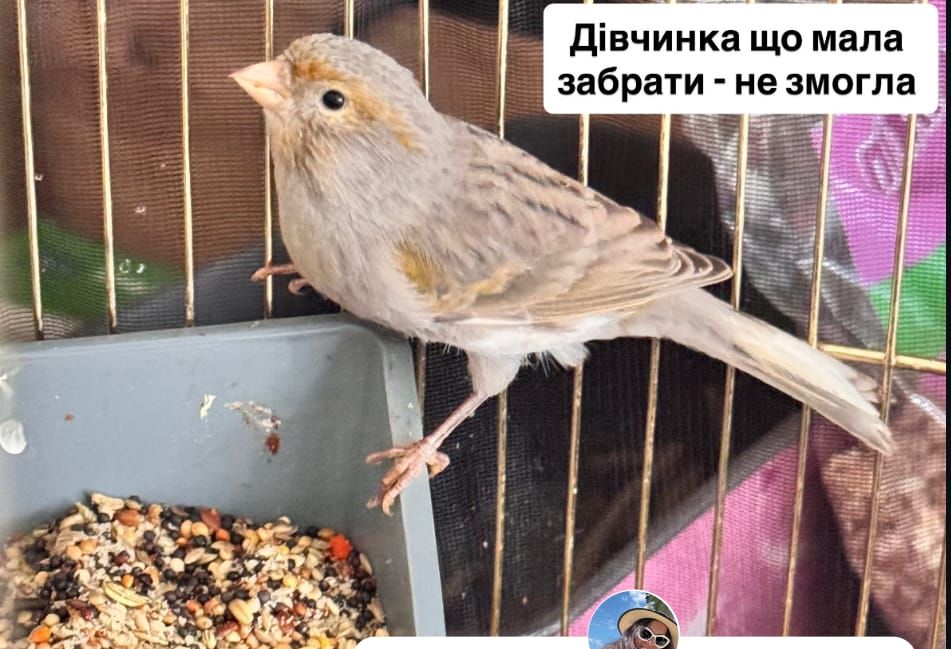 Отдам канарейку бесплатно
