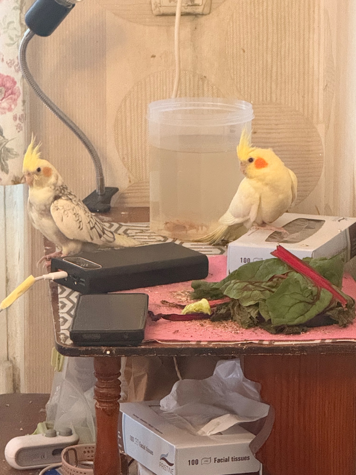 Дівчинка 3 міс. Корела