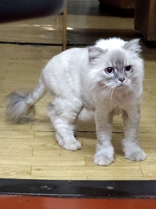 Букля