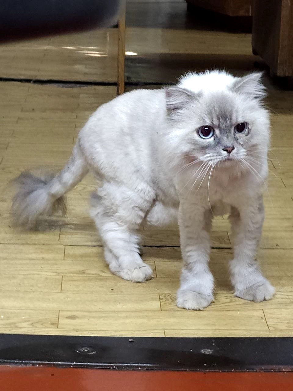 Букля
