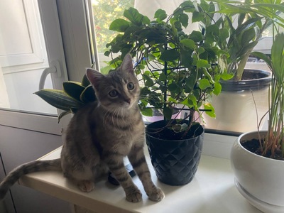 Кошеня Лея шукає сімью