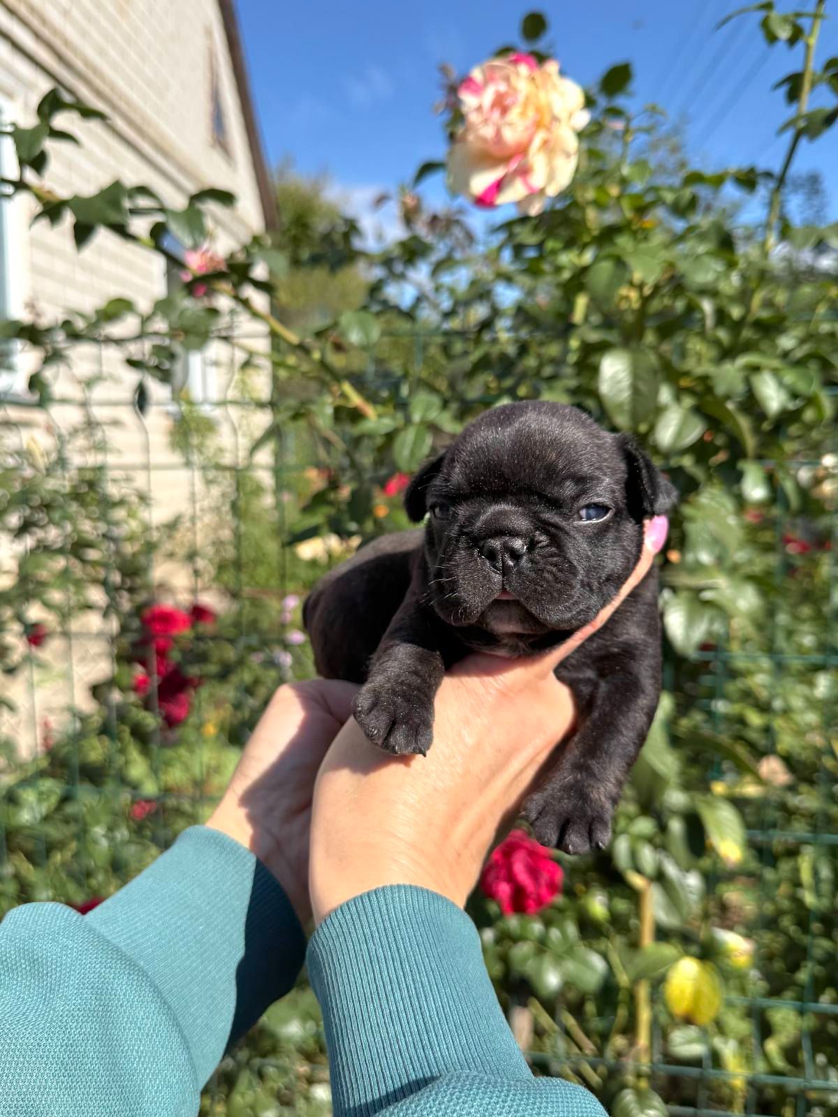 Продається цуценя французького бульдога хлопчик