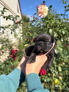 Продається цуценя французького бульдога хлопчик