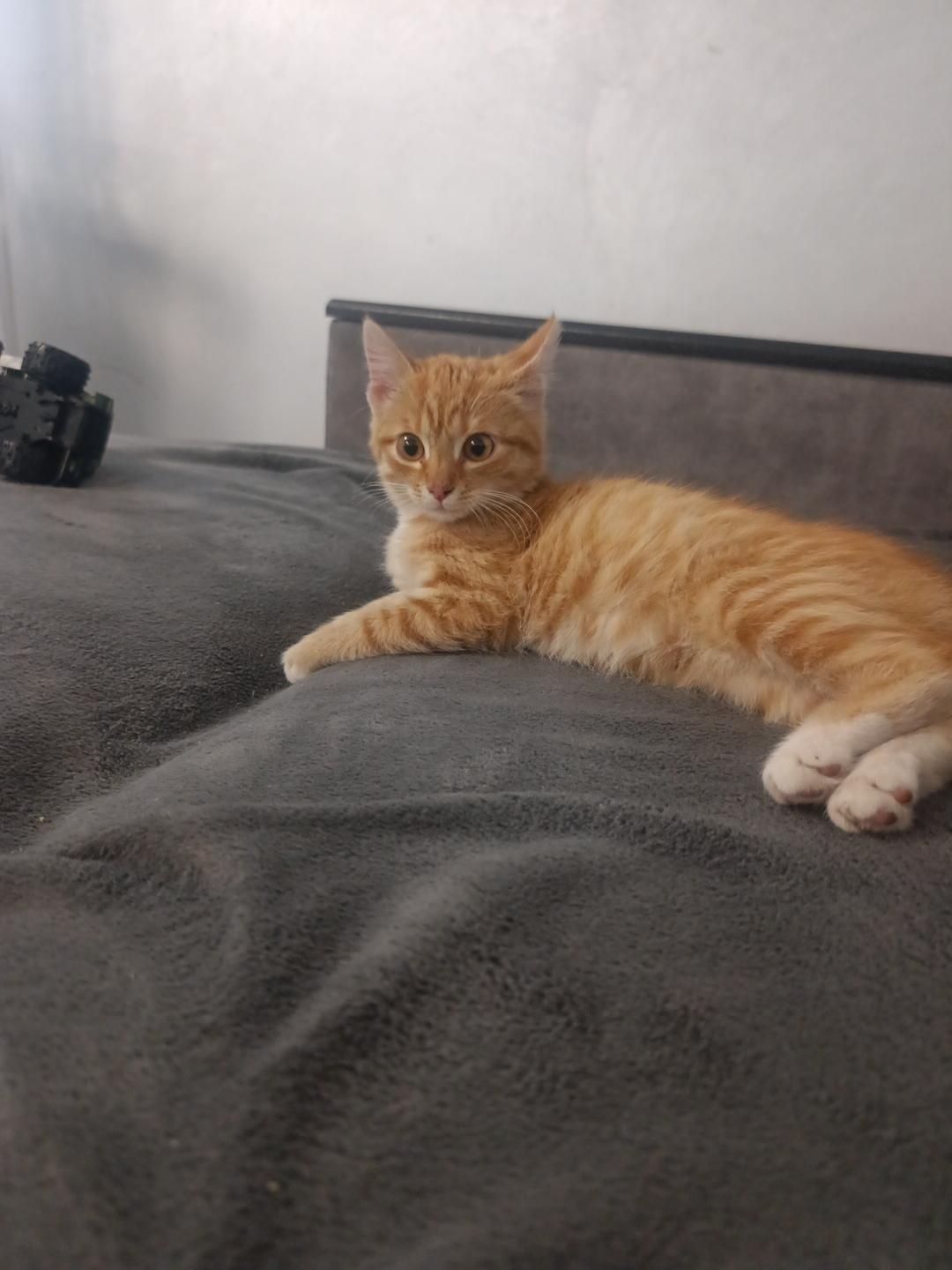Кошеня