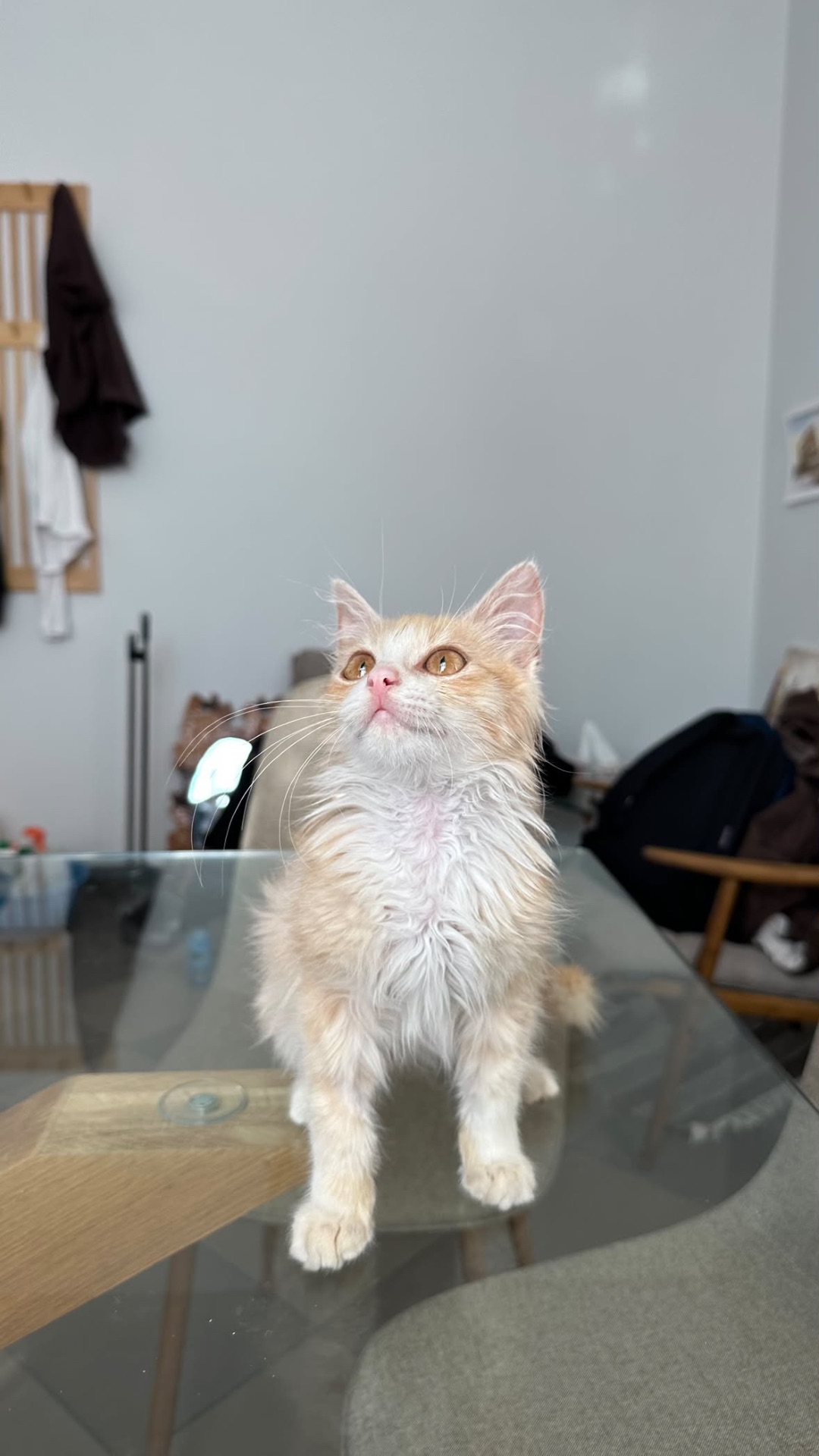 Персиковий котик безкоштовно
