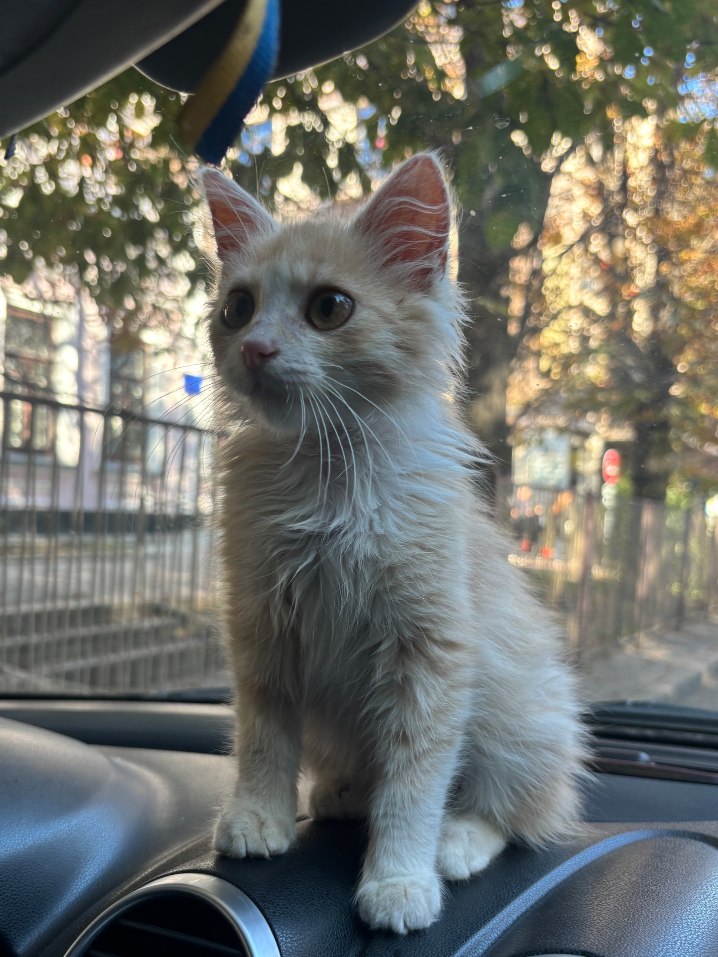 Персиковий котик безкоштовно