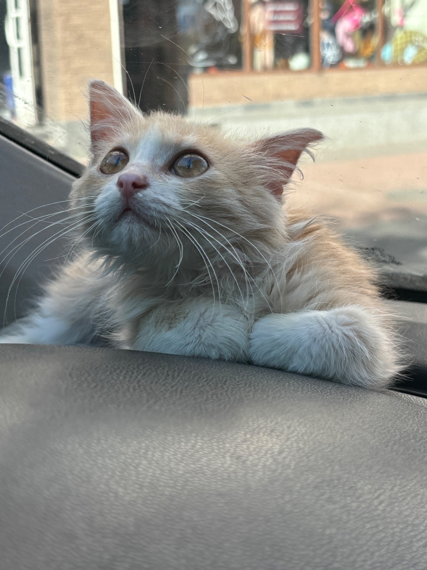 Персиковий котик безкоштовно
